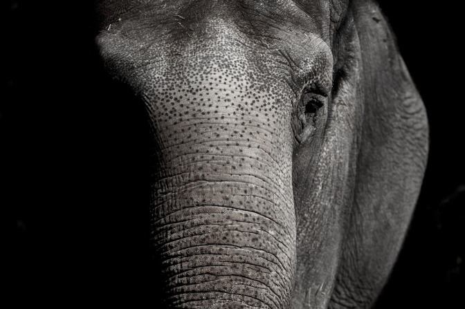Kopf und Rüssel eines alten Elefanten.
