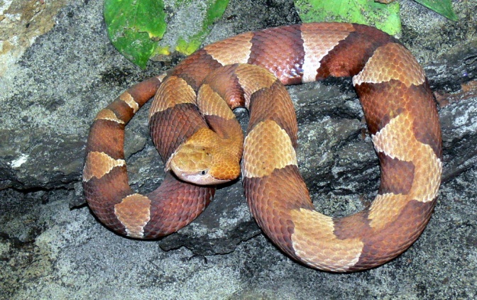 Eine geringelte Schlange in verschiedenen Brauntönen liegt auf einem Stein.