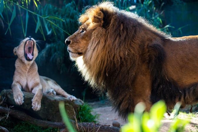 Ein stehender Löwe und eine liegende, gähnende Löwin.