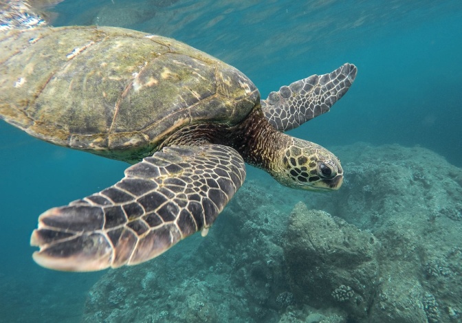 Eine Schildkröte schwimmt mit ausgebreiteten Beinen unter Wasser