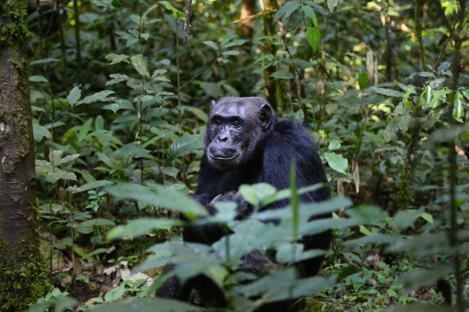 Ein Schimpanse mit schwarzem Fell zwischen Setzlingen junger Bäume.