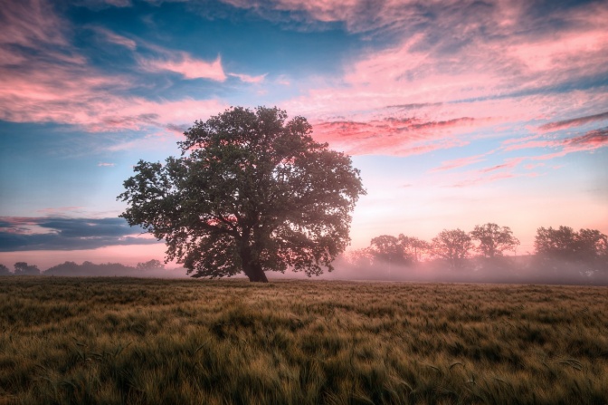 Ein Baum auf einem nebligen Feld bei Sonnenaufgang