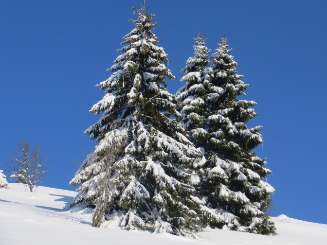 Zwei schneebedeckte Fichten vor blauem Himmel