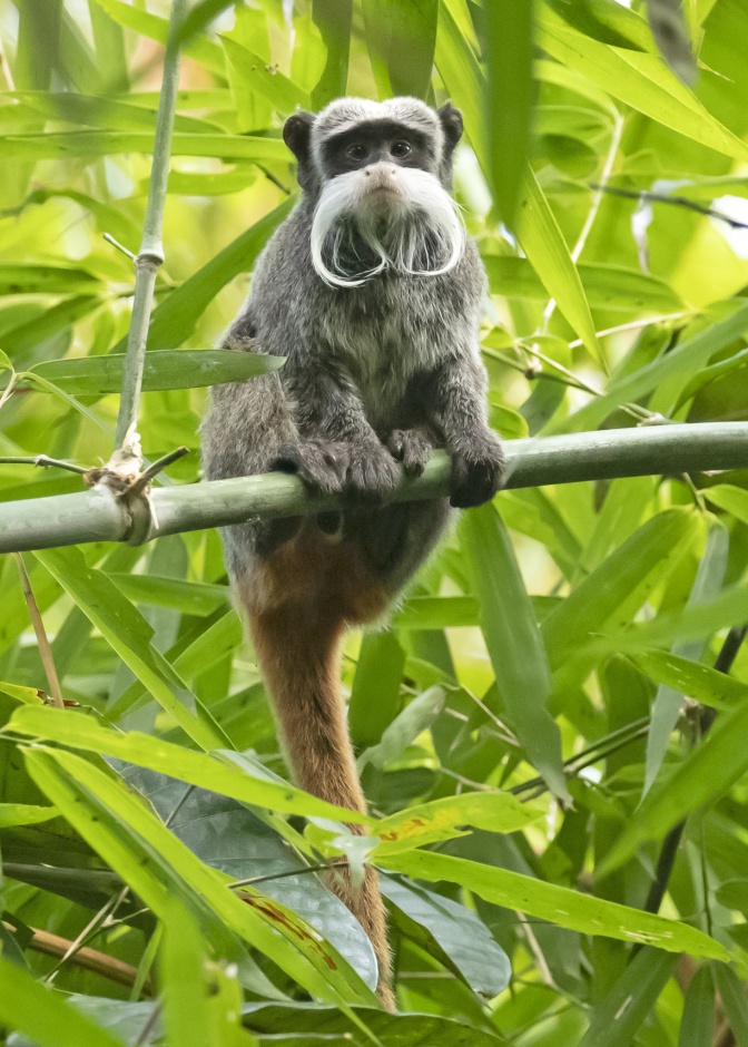 Ein kleiner Affe sitzt auf einem Ast. Er hat kurzes, graues Fell und hat eine großen, auffälligen, weißen Schnurrbart.