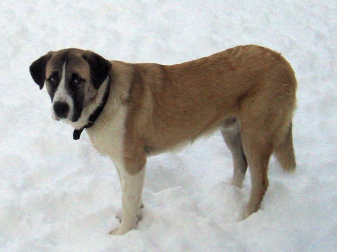 Ein mittelgroßer hellbrauner Hund mit Halsband im Schnee