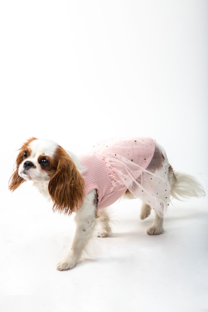 Ein kleiner, langhaariger Hund in einem rosa Kleid. Er hat braun-weiß geflecktes Fell und lange Schlappohren.