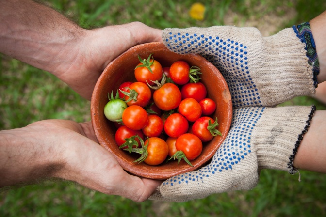 Eine Person reicht einer anderen eine Schale mit kleinen Tomaten. Eine der beiden Personen trägt Handschuhe.