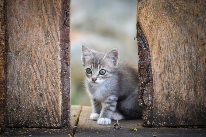 Ein grau getigertes Katzenbaby steht zwischen zwei unbehandelten Brettern eines Zauns und schaut mit großen Augen durch die Lücke.