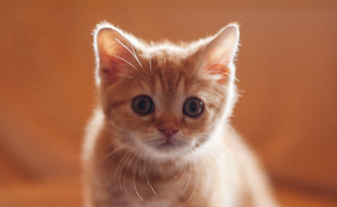 Ein rotgetigertes Katzenbaby schaut mit großen Augen in die Kamera.