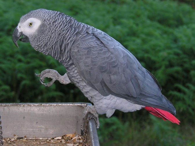 Ein grauer Papagei mit weißen Federn um die Augen herum und roten Schwanzfedern