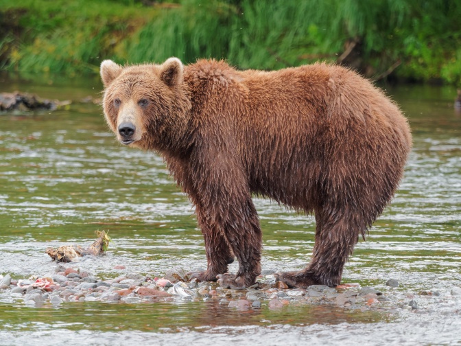 Ein Bär mit braunem Fell steht auf einem Stein in einem flachen, fließenden Gewässer und schaut direkt in die Kamera. Der untere Teil seines Fells ist nass.