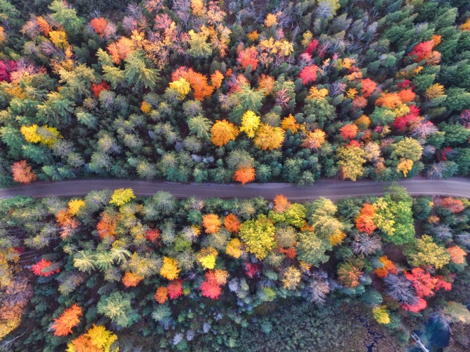 Ein von oben fotografierter Herbstwald mit Baumkronen in grün, gelb, braun und orange.