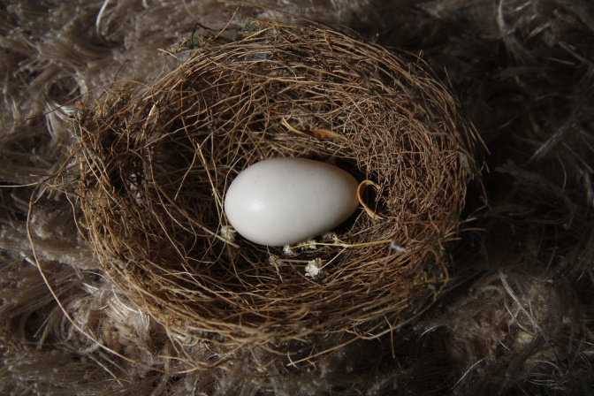 Ein Vogelei in einem Nest