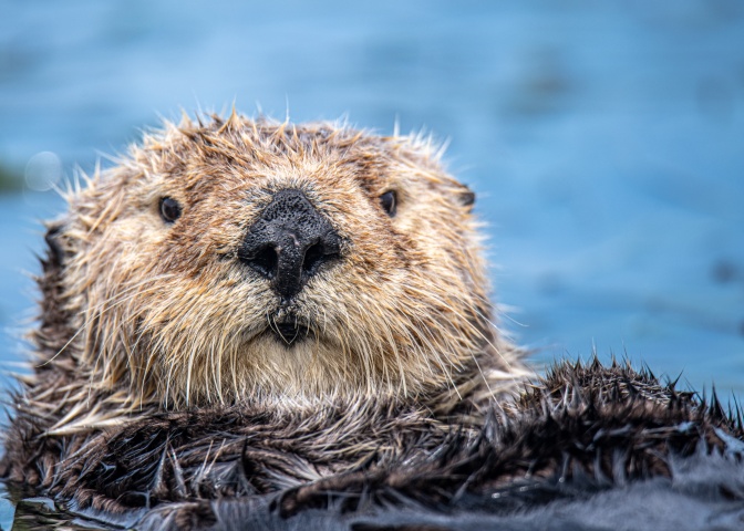 Großaufnahme des Kopfes eines Otters, der auf dem Rücken durch ein Gewässer schwimmt