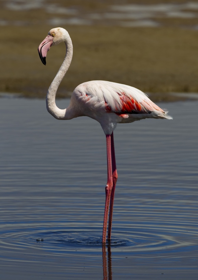 Ein rosaner Flamingo steht auf einem Bein im Wasser