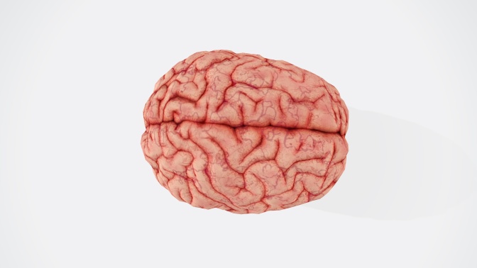 Ein menschliches Gehirn vor weißem Hintergrund