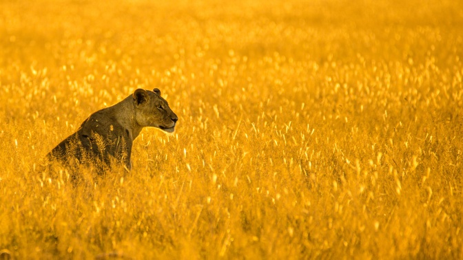 Eine Löwin sitzt in einem Getreidefeld.