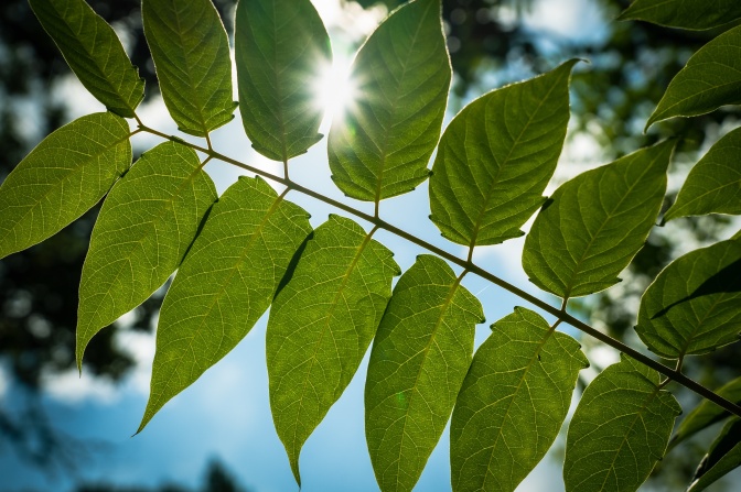 Ein Ast eines Strauches mit symetrischen grünen Blättern, durch die einzelne Sonnenstrahlen fallen.