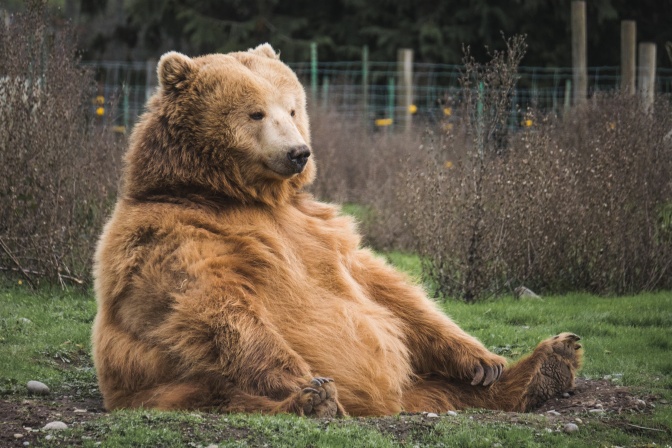 Ein Braunbär sitzt mit weit von sich gestreckten Beinen auf einer Wiese. Er hat langes, weich aussehendes Fell am Bauch.