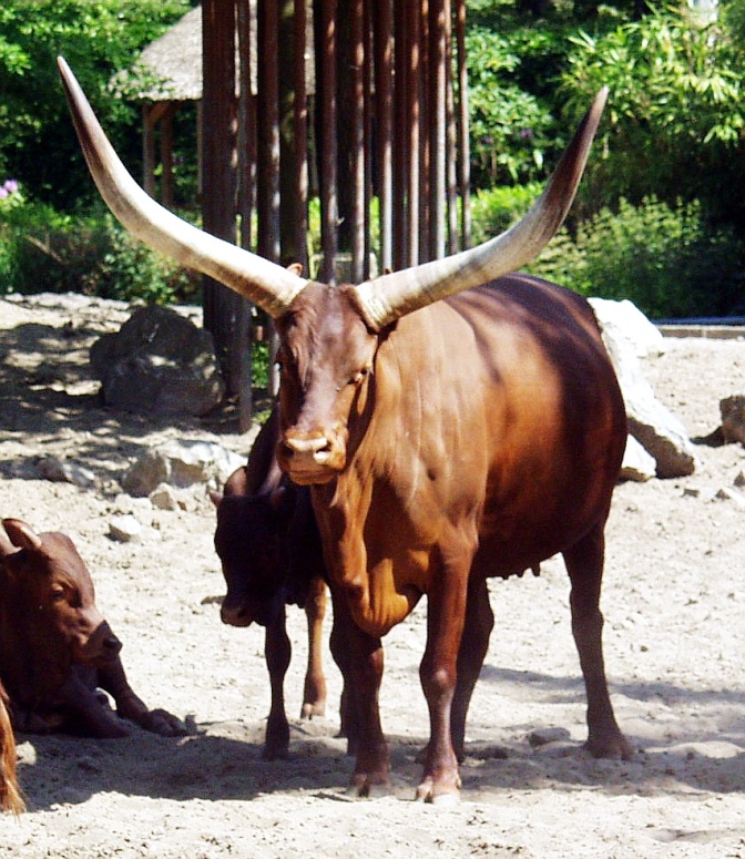 Ein Rind mit kurzem, braunen Fell und sehr langen, nach oben ragenden weißen Hörnern.