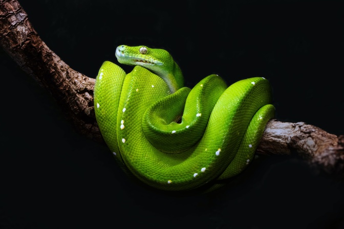 Eine grellgrüne Schlange liegt zusammengerollt auf einem kahlen Ast.