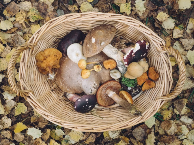 Ein Korb mit Pilzen steht auf dem Waldboden.