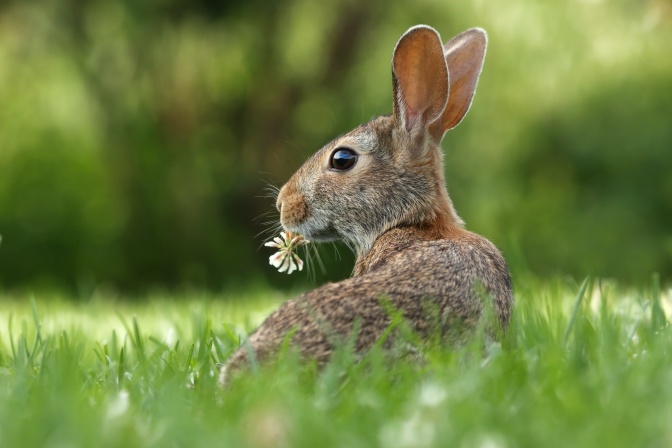 Foto von einem Hasen mit braunem Fell und aufgestellten Ohren. Er frisst Klee.