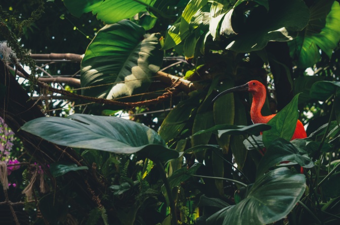 Ein Vogel mit leuchtend roten Federn und einem langen, gebogenen Schnabel steht in einem dichten Urwald.