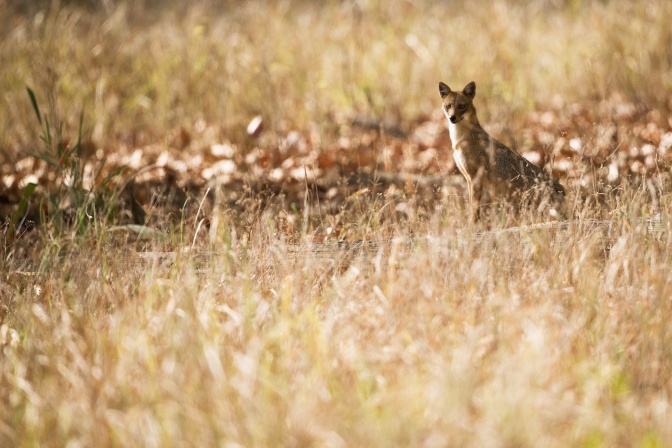 Ein mittelgroßes Tier mit rötlichem Fell sitzt in einer Wiese. Er hat die Ohren aufmerksam aufgestellt.