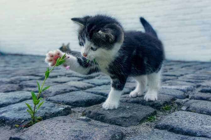 Eine kleine grau-weiße Katze berührt eine Pflanze mit der Pfote.