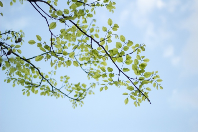 Ein Ast mit grünen Blättern vor hellblauem Himmel mit leichten Wolken