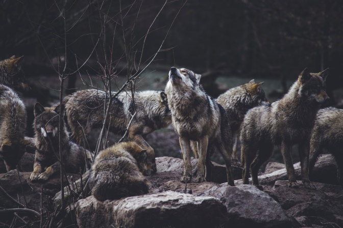 Eine Gruppe von Wölfen in der Dämmerung. Einer von ihnen hebt den Kopf und heult.