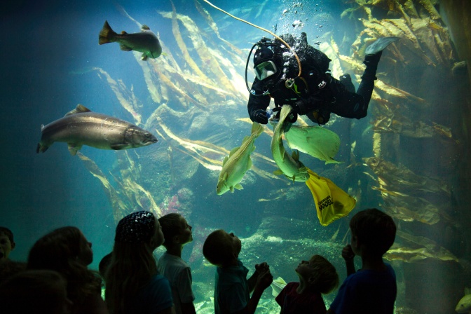 Ein Taucher in einem Aquarium, davor eine Gruppe von Besucher*innen