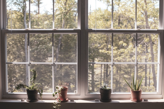 Mehrere Zimmerpflanzen an einem Sprossenfenster.
