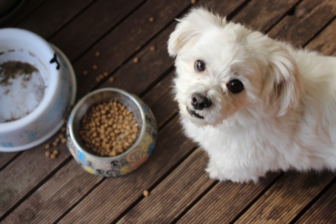 Ein kleiner weißer Hund sitzt vor einem Futternapf mit Trockenfutter und schaut nach oben in die Kamera.
