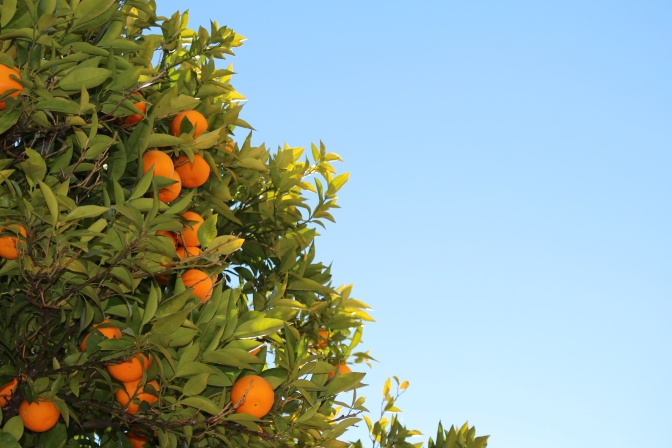 Mandarinen an einem Baum vor strahlend blauem Himmel.