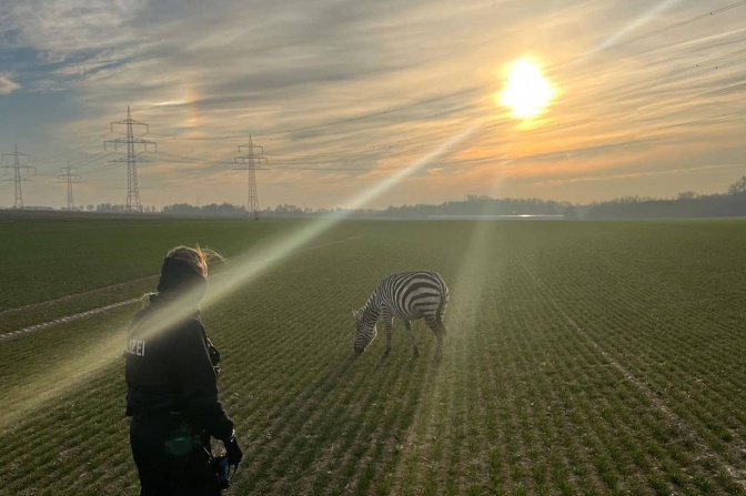 Ein Zebra steht im Gegenlicht auf einem Feld, eine Polizistin in Uniform versucht, sich ihm zu nähern.