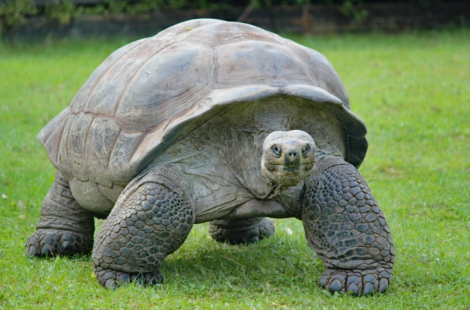 Eine große grau-braune Schildkröte läuft über eine Wiese.