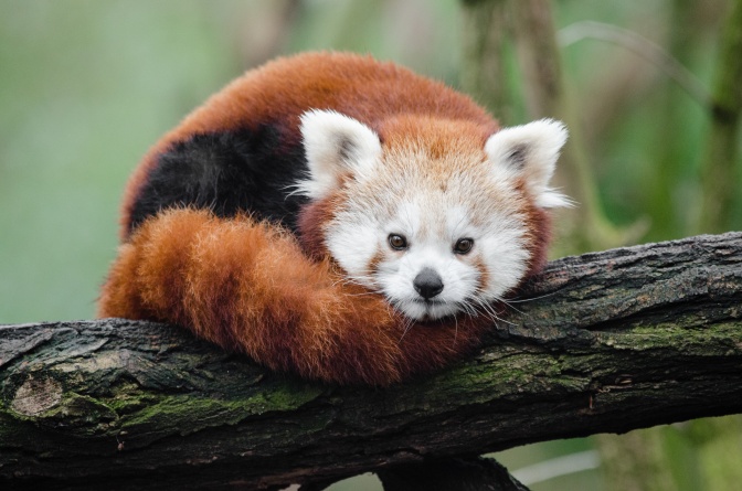 Ein Roter Panda liegt zusammengerollt auf einem Ast. Sein Fell ist rot, der Schwanz geringelt, das Gesicht weiß.