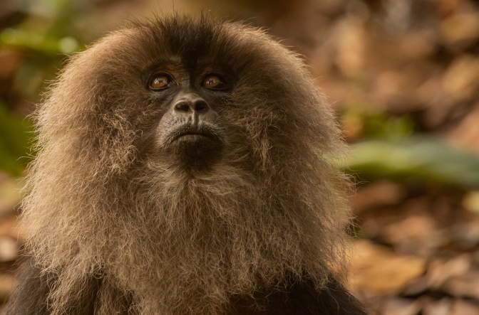 Das Gesicht eines Affen, mit buschigem grauem Fell rund um den Kopf.