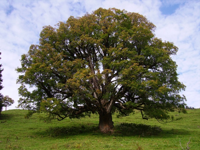 Ein aller Baum mit großer, tief hängender Krone auf einer grünen Wiese.