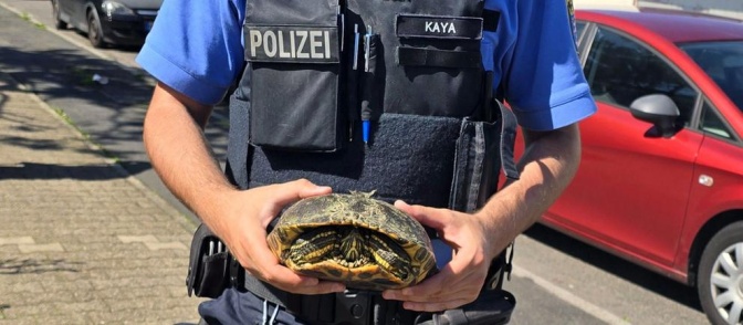 Ein Polizist in Schutzweste hält eine Schildkröte mit beiden Händen vor seinen Körper.