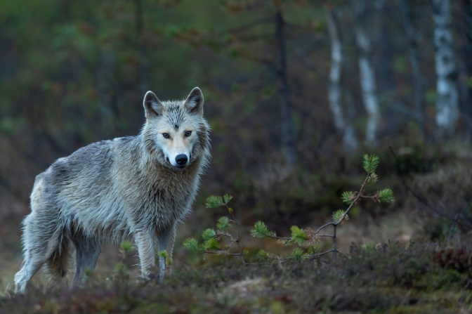 Ein grauer Wolf im Halbdunkel eines Waldes