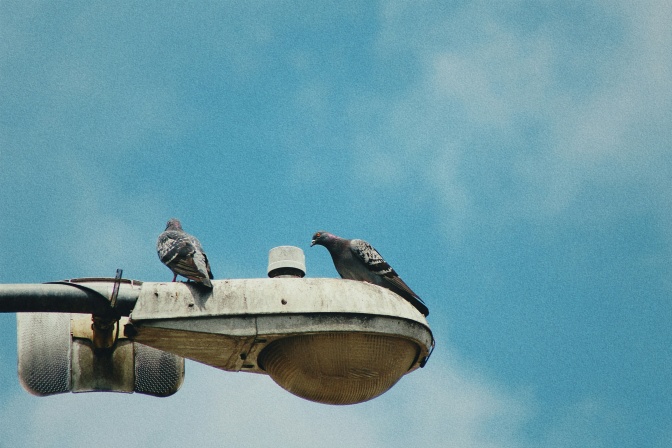 2 Tauben sitzen auf einer Straßenlaterne. Sie ist verschmutzt und zeigt Reste von Taubenkacke.