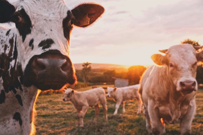 Eine Kuhherde steht im Abendlicht auf der Weide. Eine schwarz-weiße Kuh ist im Vordergrund und schaut direkt in die Kamera.
