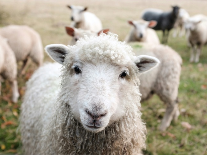 Eine Schafherde auf einer grünen Wiese. Das Schaf im Vordergrund schaut direkt in die Kamera.