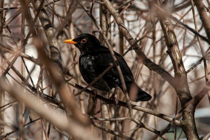 Eine Amsel mit glänzend schwarzen Federn sitzt im Geäst eines kahlen Baumes.