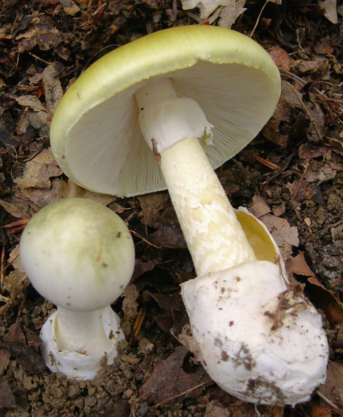 Ein weißer Pilz mit Lamellen liegt auf dem Waldboden. Am Ende des Stiels hat er eine weiße Knolle. Daneben ist ein noch junger, kleiner runder Pilz im Erdreich.