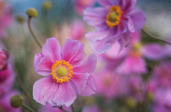 Rosafarbene Blüten mit einem Gelbe Blumenstempel.