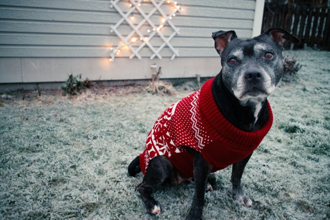 Ein schwarzer Hund mit kurzemrot-weißem Strickpullover